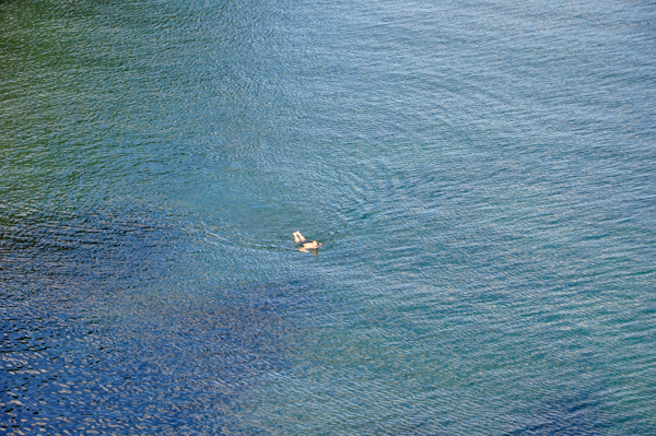 lone swimmer