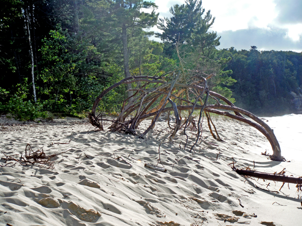 driftwood washed up onto the shoreline