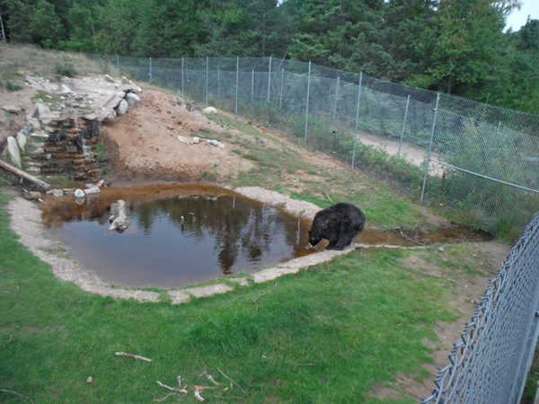 bear drinking water