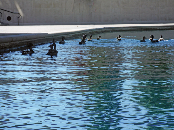 ducks in the canal