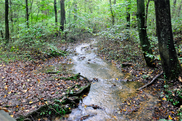 a small stream along the trail