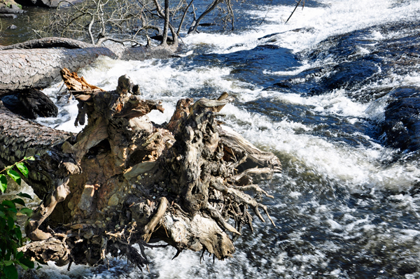 tree stump in the water