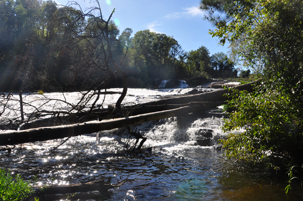 branches across High Falls