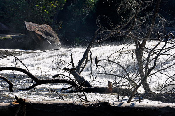 branches across High Falls