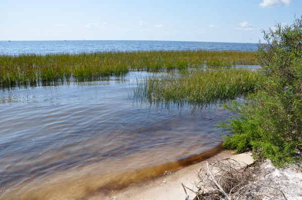 marsh area