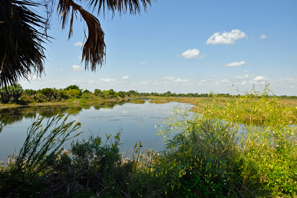 marsh area