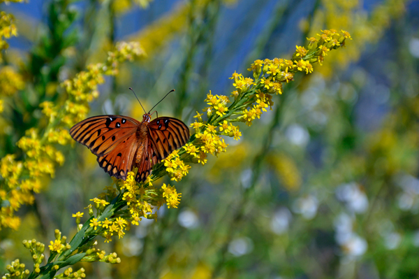 monarch butterfly