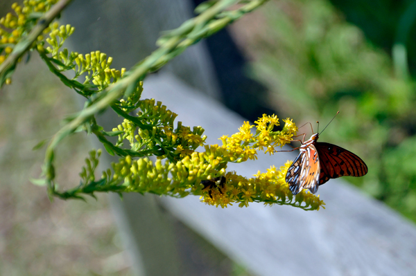 monarch butterfly