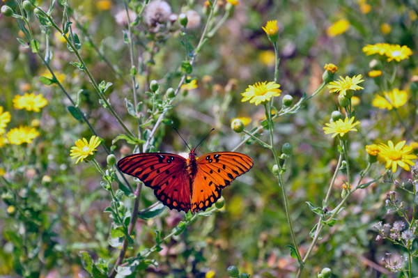 monarch butterfly