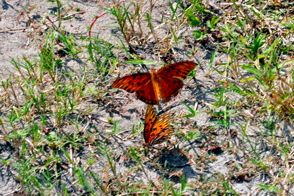 butterflies trying to mate