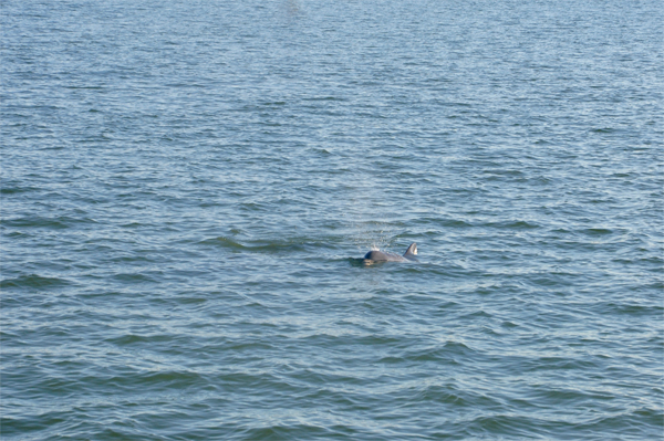 Playful Dolphin