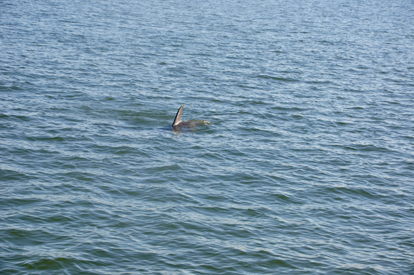 Playful Dolphins