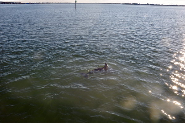 Playful Dolphins\