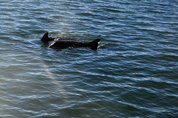 Playful Dolphins