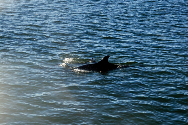 Playful Dolphin