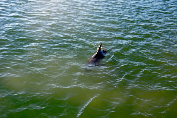 Playful Dolphin