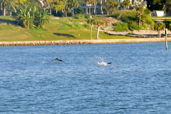 Playful Dolphins