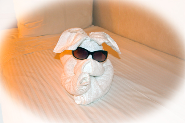 towel animal