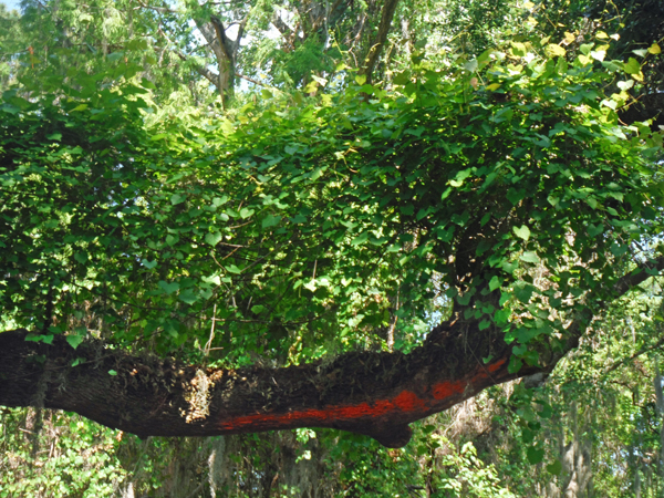 A red stripe on an overhead tree branch