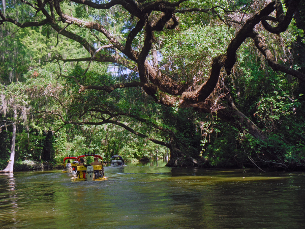 trees and the waterway