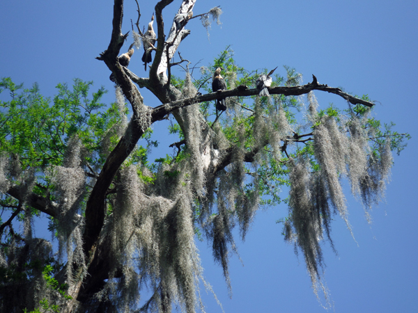 birds in the tree