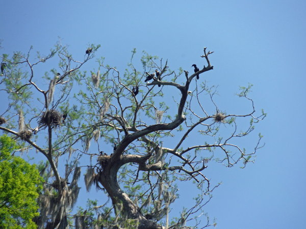 birds in the tree