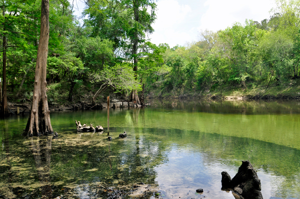 Madison Blue Spring State Park