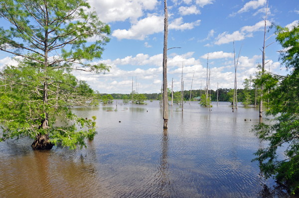 cypress trees