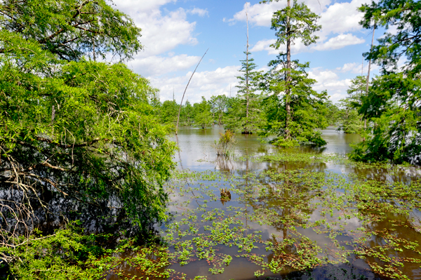 cypress trees