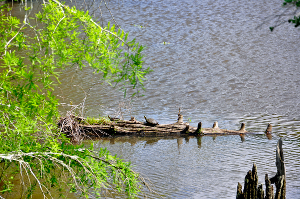 a turtle on a log