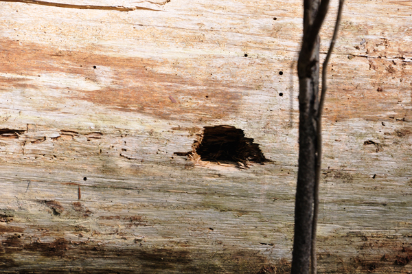 woodpecker holes in a dead tree