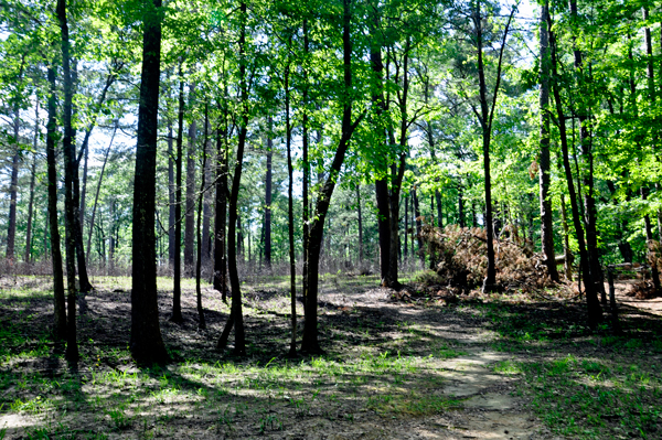 Woodpecker Trail