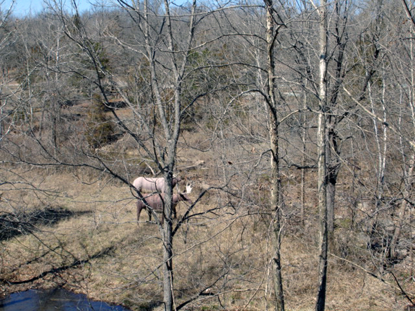 wildlife in Branson Missouri