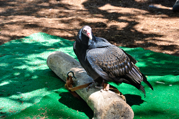 turkey vulture