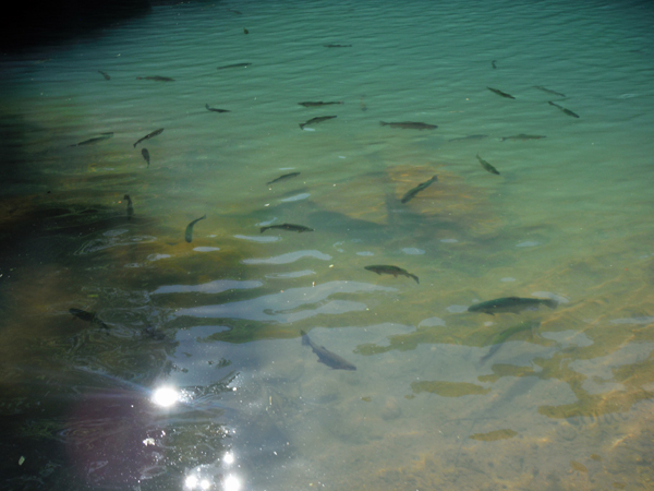 rainbow trout