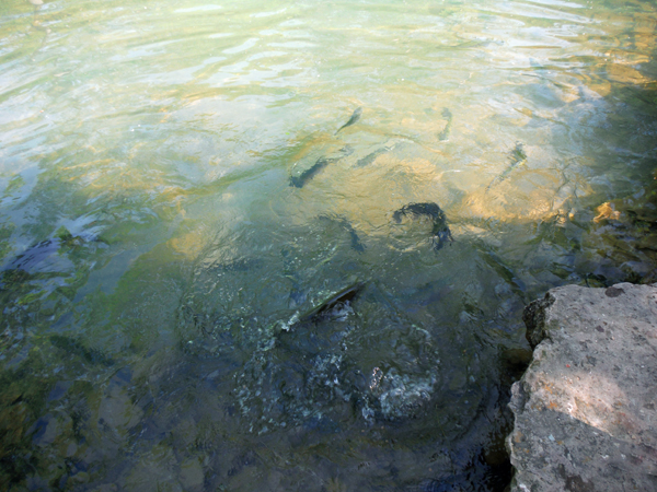 rainbow trout