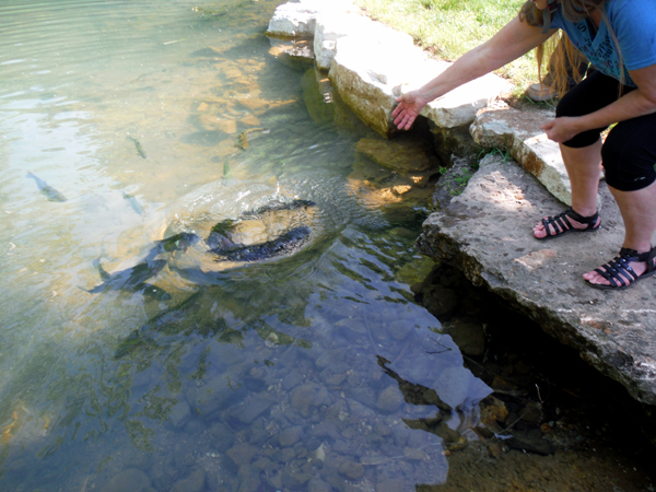 Karen Duquette feeding the rainbow trout