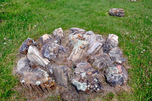 petrified wood