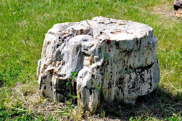 petrified wood