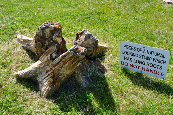 petrified stumps