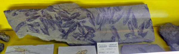 fossil