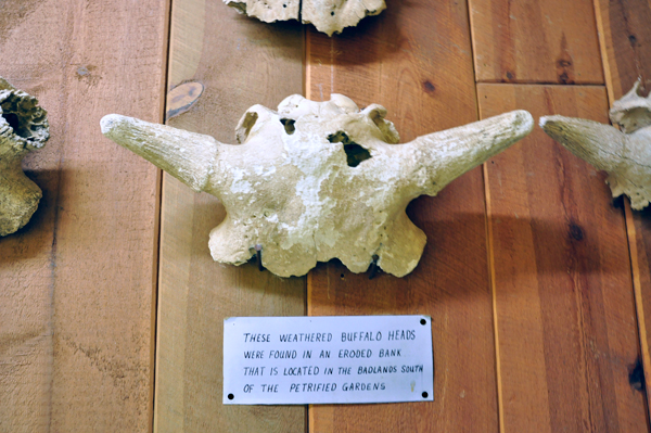 buffalo fossil