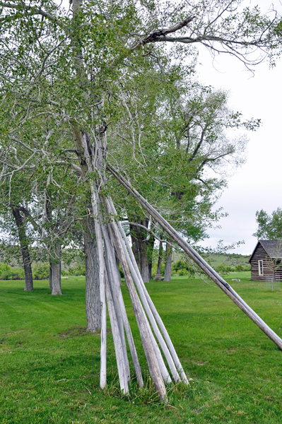 tree and supporting sticks