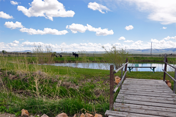 bridge to a pond