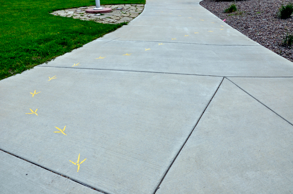 Critter marks embeded in the sidewalk