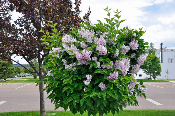 lilac bush