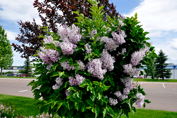 lilac bush