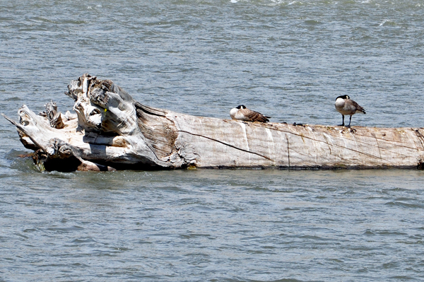 birds on a log