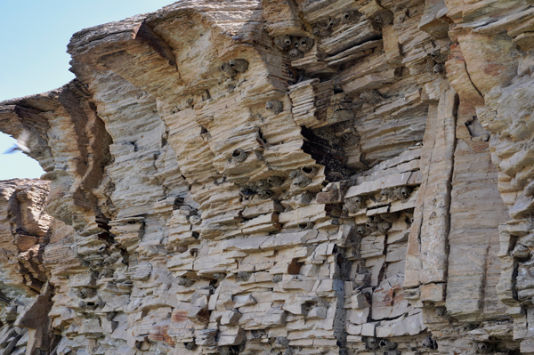 birds nesting in the cliff