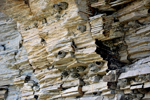 birds nesting in the cliff